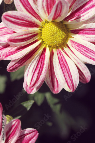 close up of pink chrysanthemum in autumn