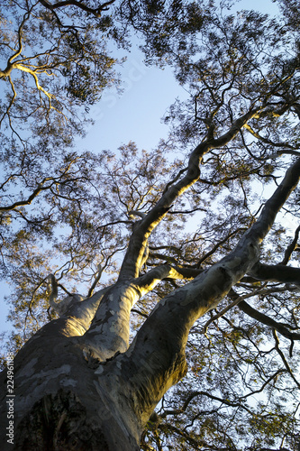 Looking up through branches against blue sky. Gum tree beside the Yarra River in afternoon sunlight photo