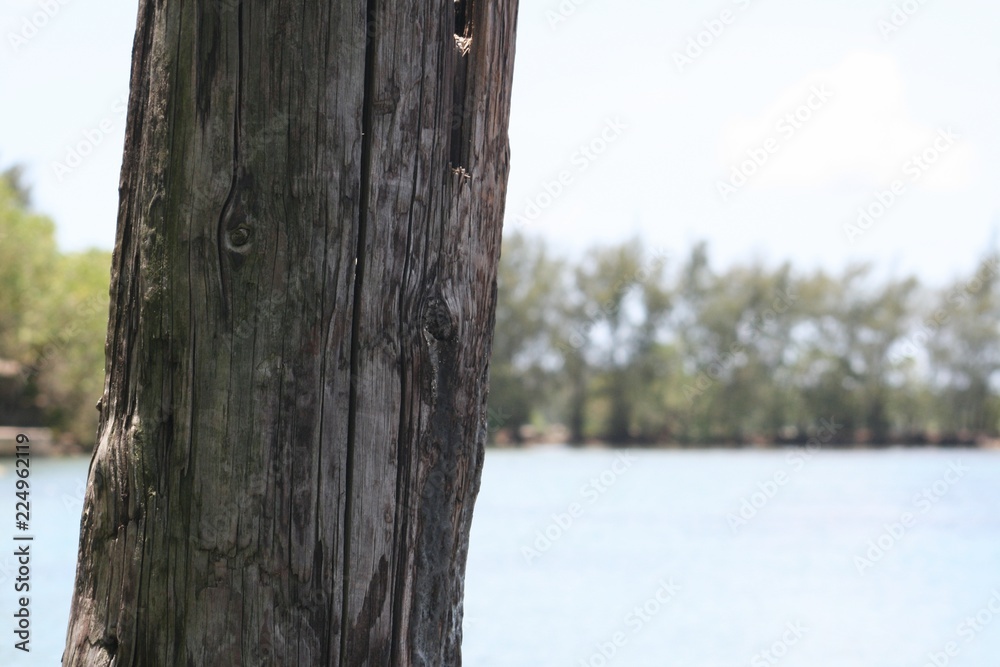 Fototapeta premium A dead log stands erected by the roadside near the river used as a power post.