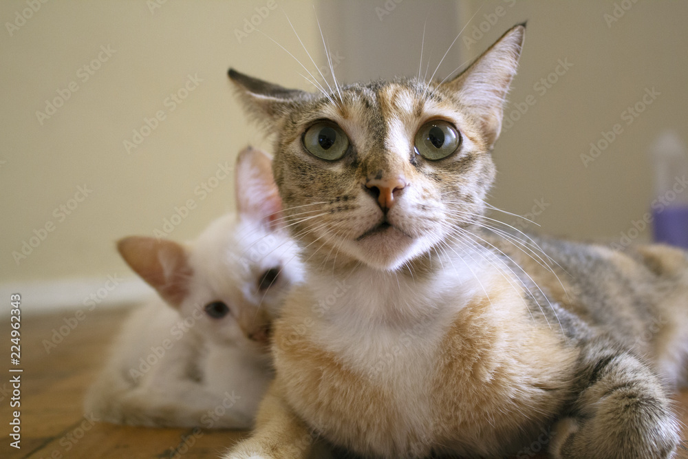 Cute facial expression. Mom cat with kitten. Cute facial expression. Mom cat with kitten.