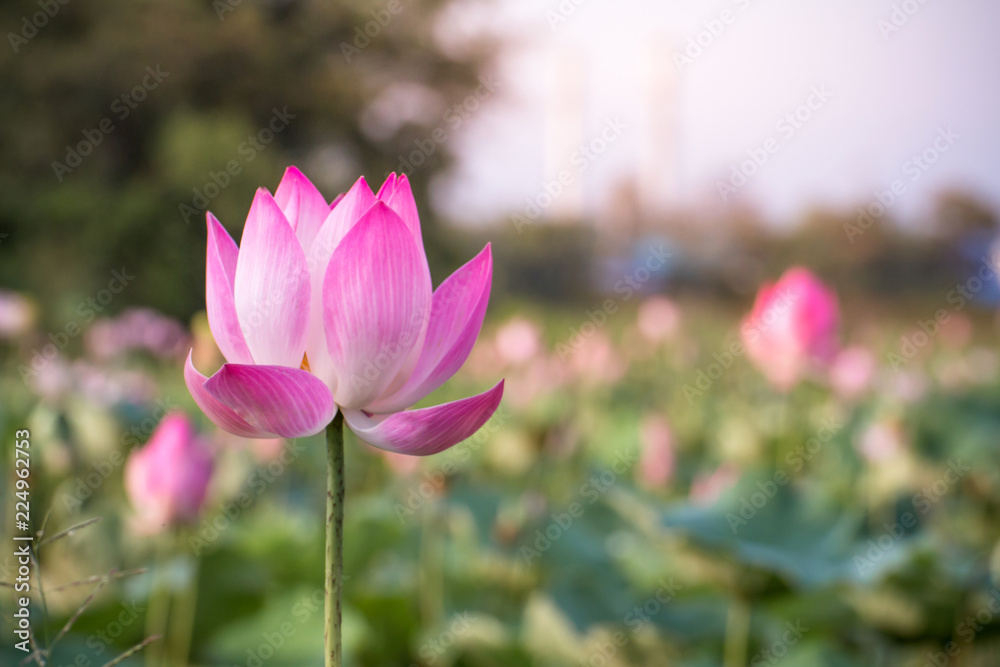 beautiful blooming of pink lotus in pool nature,lily water flower blossom beautiful blooming of pink lotus in pool nature,lily water flower blossom