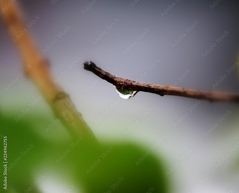 One dewdrop hanging ready to fall off from a small twig One dewdrop hanging ready to fall off from a small twig