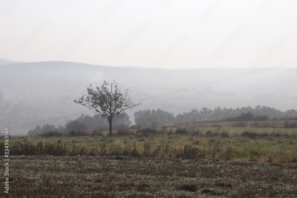 Lonely tree on a foggy morning Lonely tree on a foggy morning