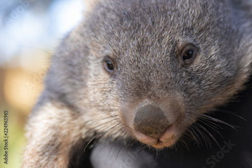 Large Australian wombat outside during the day being held.