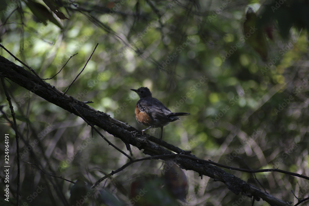 bird in the bush bird in the bush