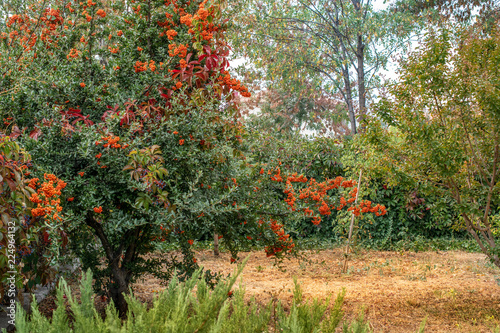Rowanberry tree in orchard, orange color berries