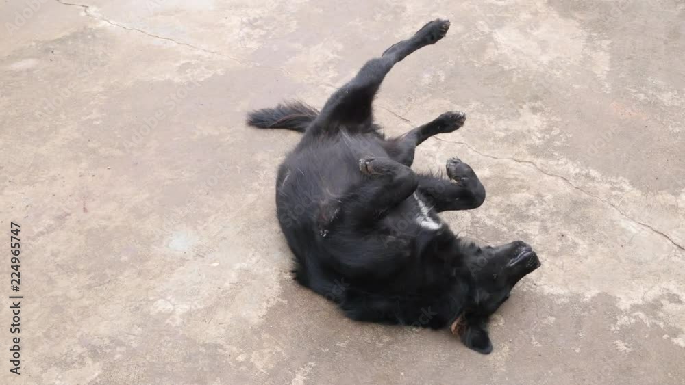 dog scratch the itch dog scratch the itch