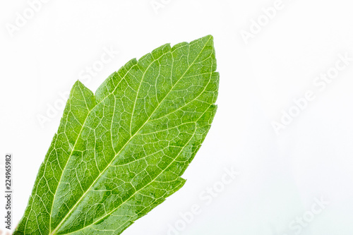 green leaf isolated on white background