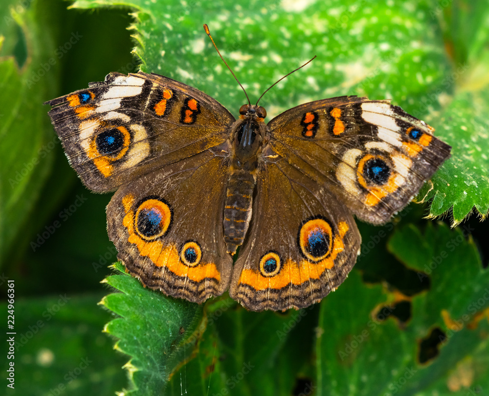 Fototapeta premium Common Buckeye Butterfly Seattle Washington