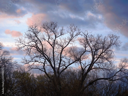 Bare branches of trees silhouetted against a cloudy sunset at winter