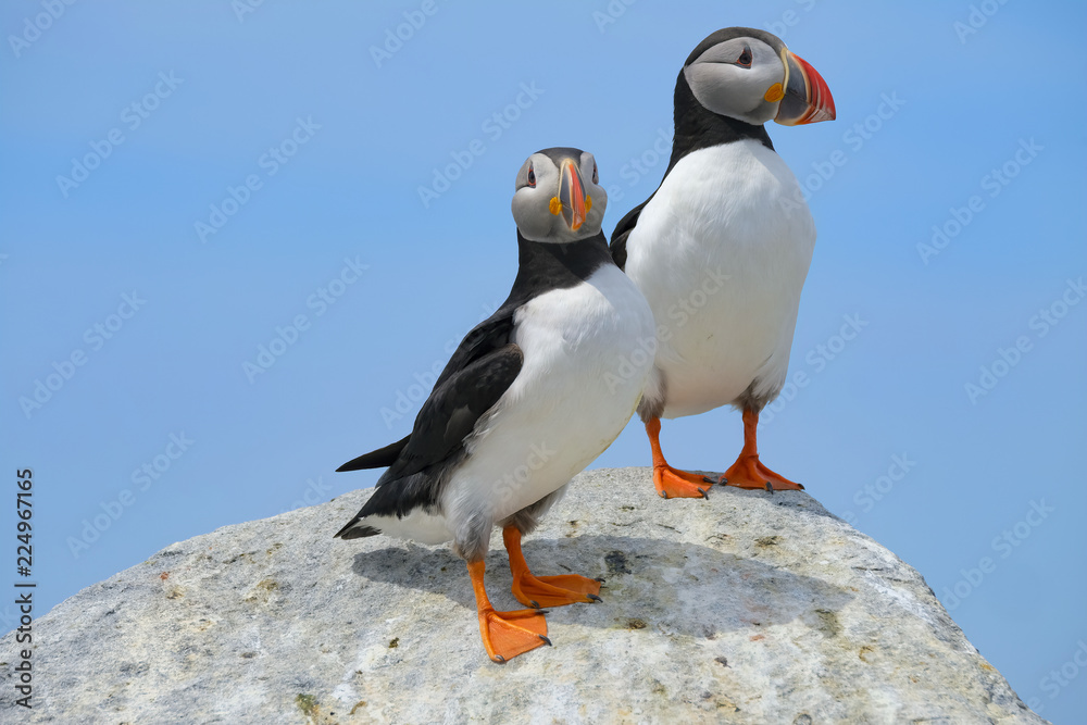 Fototapeta premium Northern Atlantic Puffin, Machias Seal Island