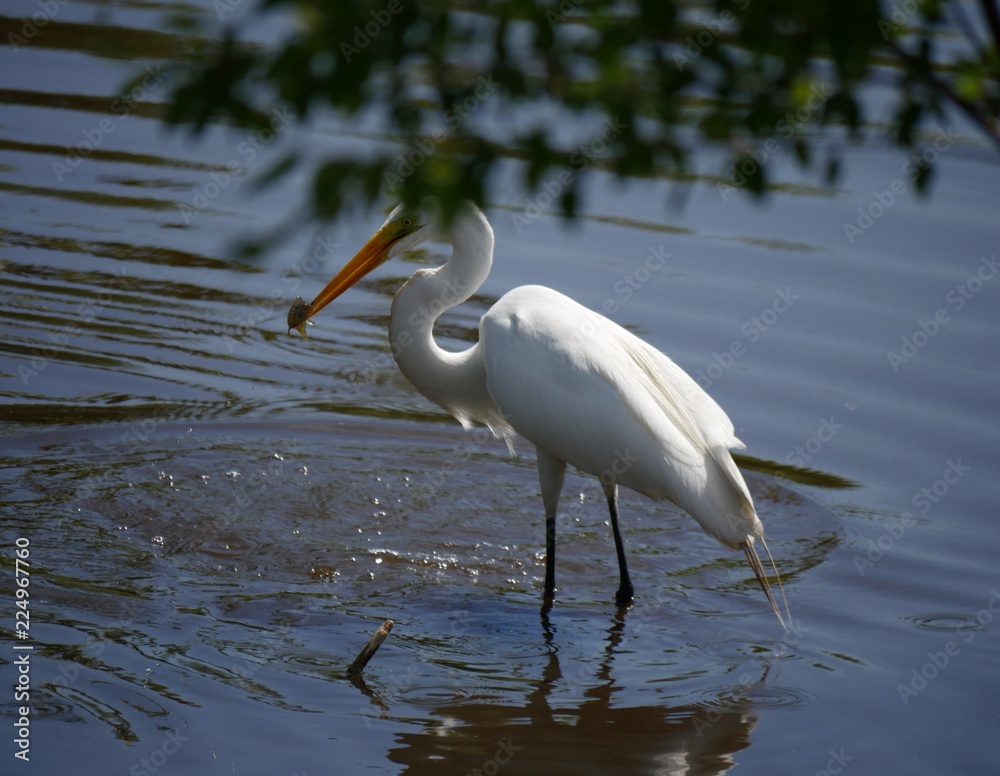 White egret standing  side view with a fish in its beak