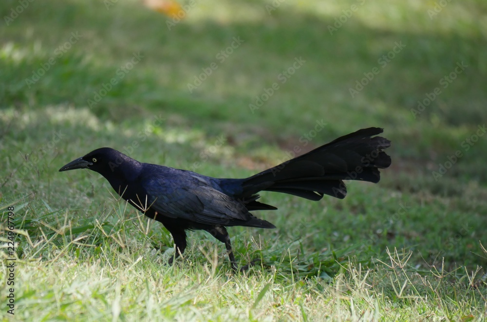 Black crow walking in the green grass Black crow walking in the green grass