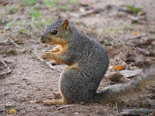 Small squirrel sitting side view  holding a piece of bread in its hands 