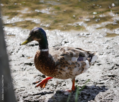 Duck walking in a muddy pond, with bokeh effect in the background