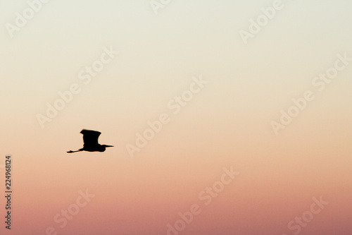 blue heron silhouette sunset sky
