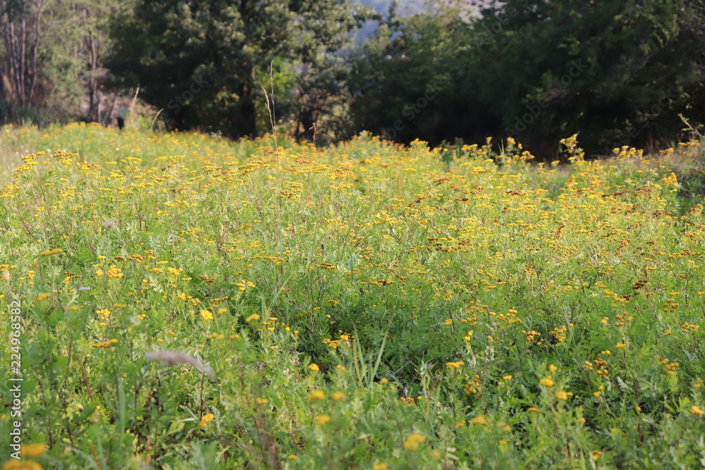 autumn landscape with yellow trees and a field of common tansy autumn landscape with yellow trees and a field of common tansy