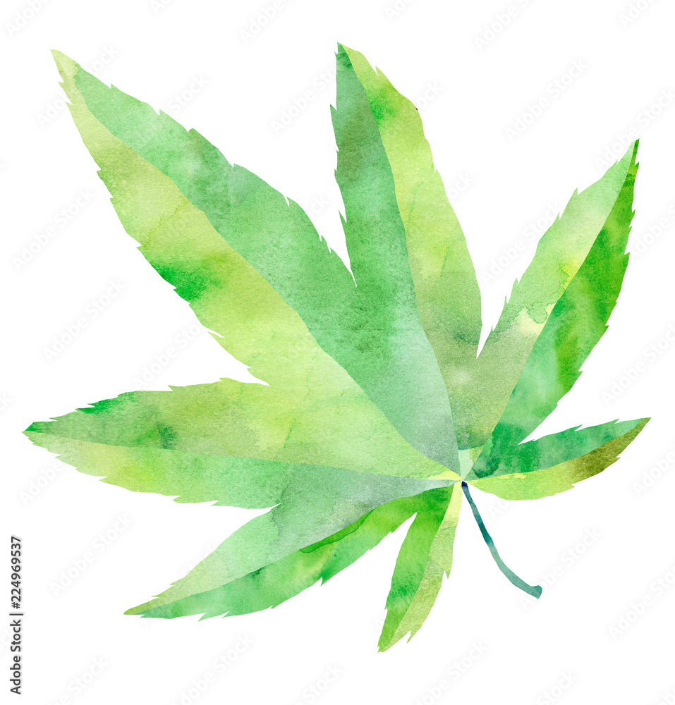 もみじ 緑 Stock イラスト Adobe Stock もみじ 緑 Stock イラスト Adobe Stock