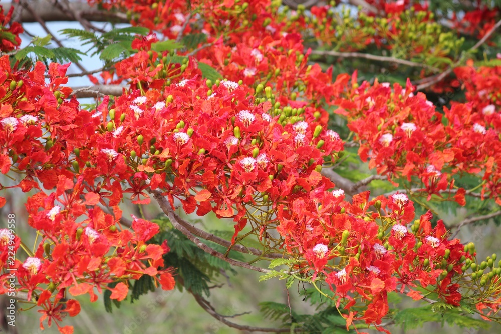  Bouquets of red flame tree flowers hanging from the tree