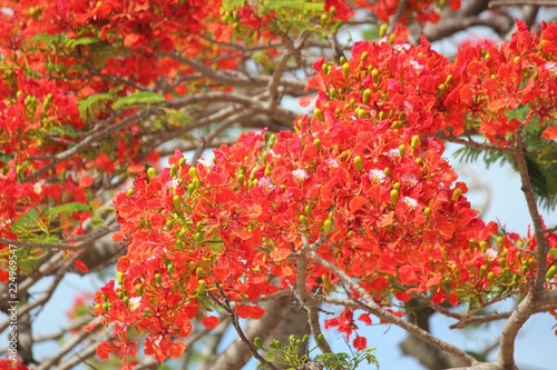 Bright red flame tree flowers hanging from the tree