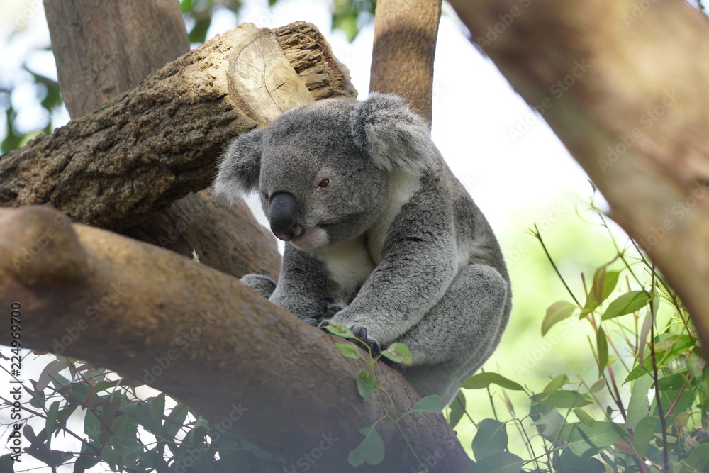 Fototapeta premium Koala on a Tree