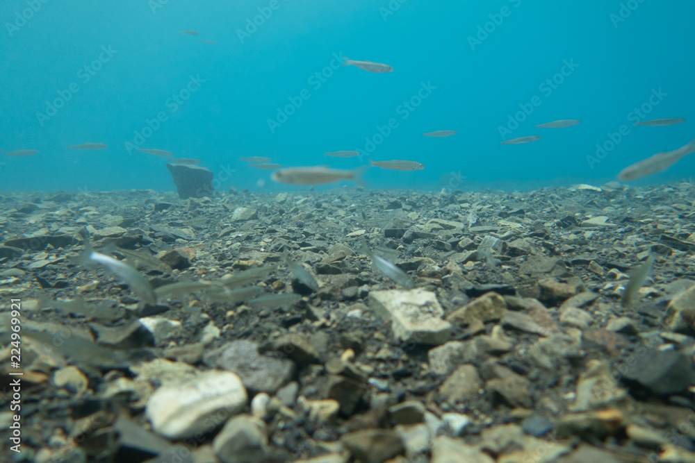 Fototapeta premium 本栖湖