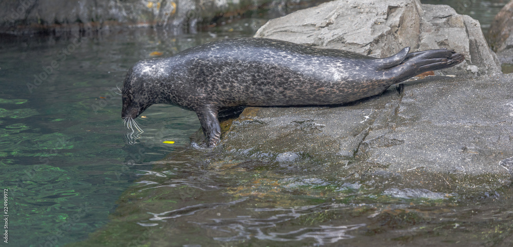 Fototapeta premium Mottled Earth Toned Fur on a Harbor Seal on Rocks