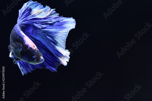 Super blue Betta Siamese fighting fish. The head is white and inserted in red. Fins and tail like long skirts, half moon tail, perfect fish elegance. Fish that are native to Thailand.Fight to compete.