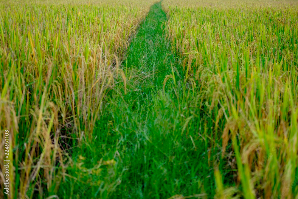 Beautiful rice field in Chiang Mai, Thailand Beautiful rice field in Chiang Mai, Thailand