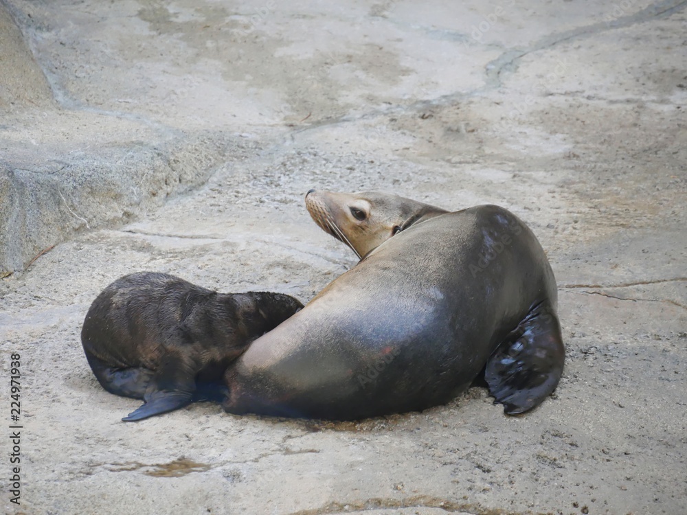 Fototapeta premium A newborn sea lion nursing from its mother on a rock