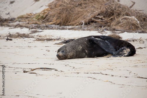New Zealand fur seal on a sandy beach