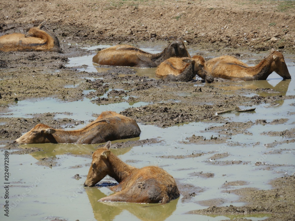 Fototapeta premium Medium close up of a herd of deer soaking in the mud to cool off on a hot day