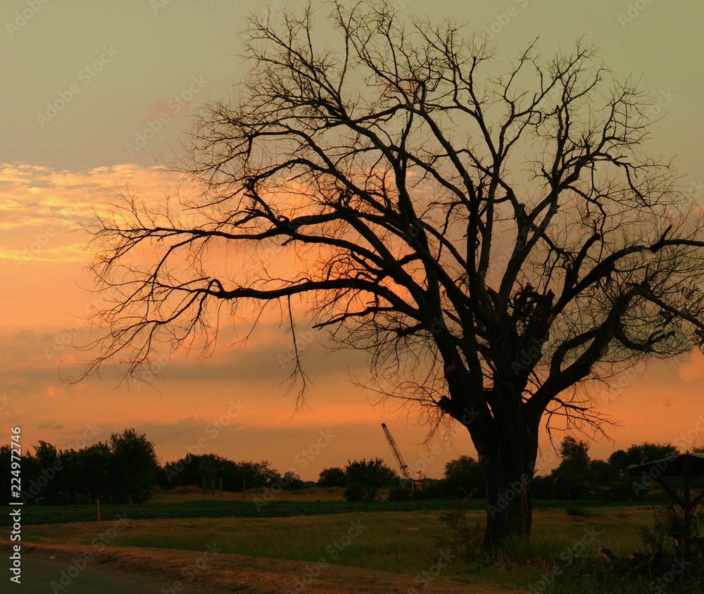  Silhouette of a leafless tree by the roadside at twilight