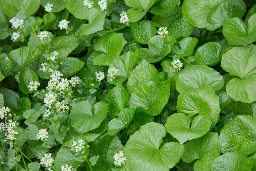 Papier peint Field of Japanese Wasabi plants