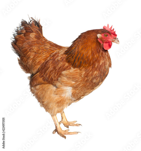 Adult brown chicken isolated on white background