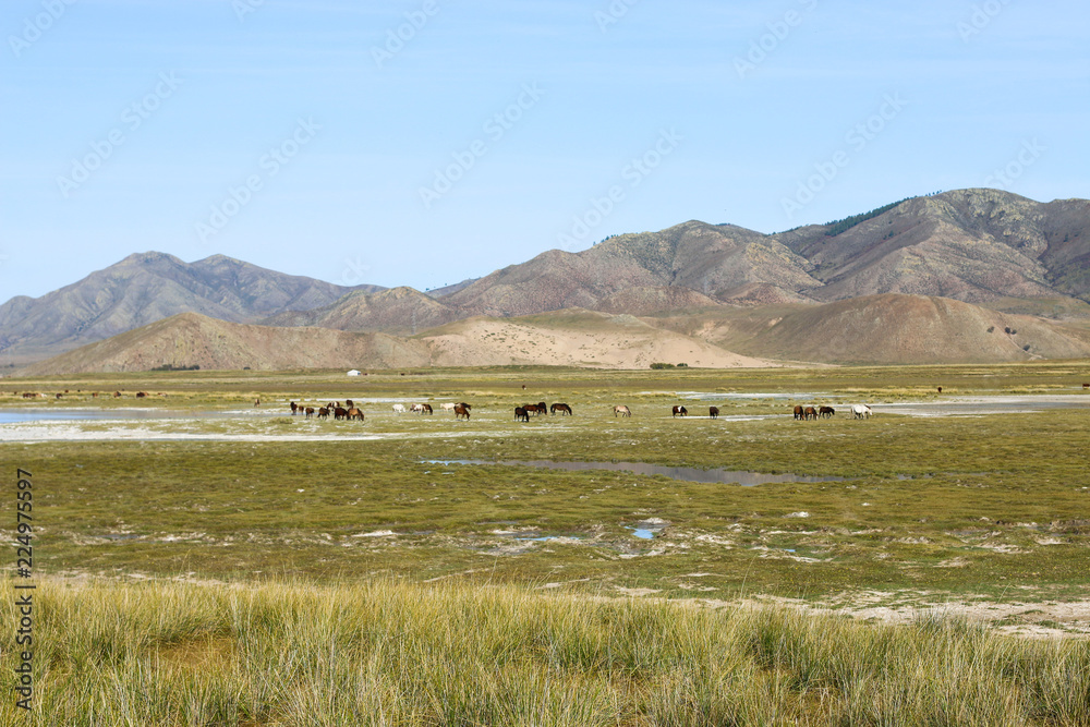 Mongolian steppe landscape. Horses graze near the lake