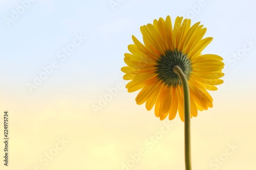 A back side of single yellow Gerbera Daisy flower isolated on blue sky in morning background with space for text.