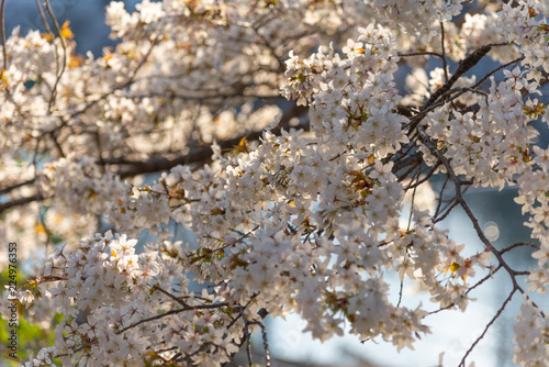 Cherry blossom at Sotobori Park. a famous Tourist spot in Tokyo, Japan. photo