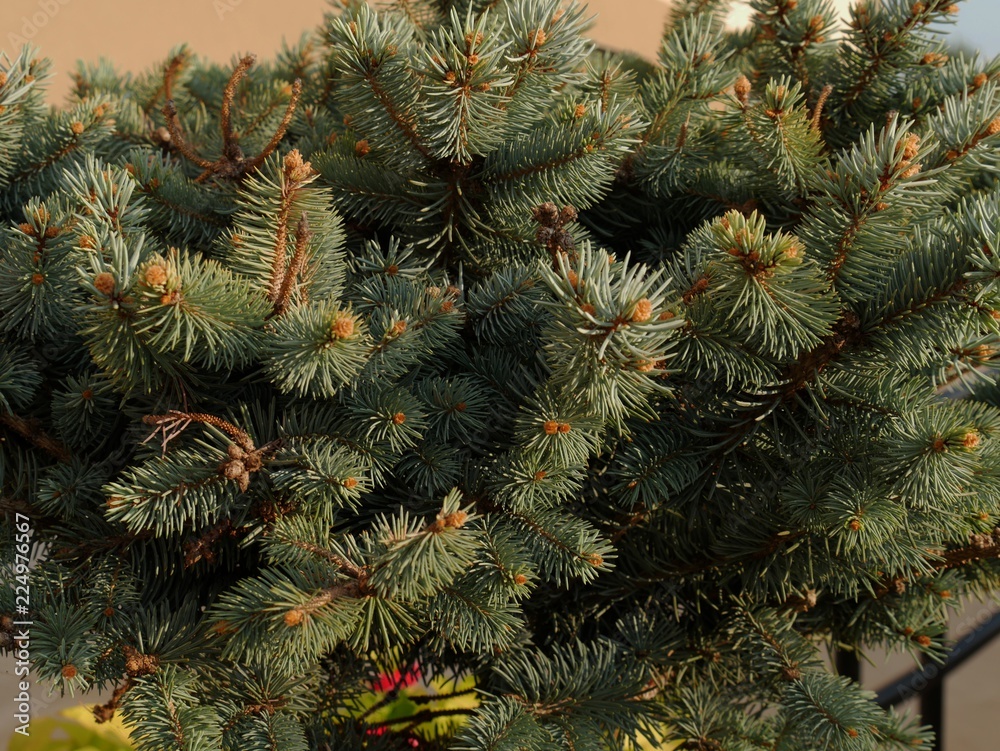 Green pine needles with pine cones on the tree top Green pine needles with pine cones on the tree top