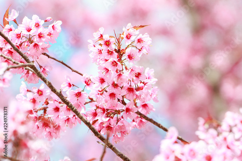 Wild Himalayan Cherry Blossoms in spring season  Prunus cerasoides   Sakura in Thailand  selective focus  Phu Lom Lo  Loei  Thailand.