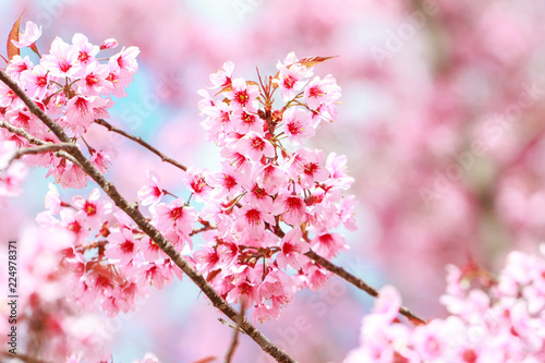 Wild Himalayan Cherry Blossoms in spring season (Prunus cerasoides), Sakura in Thailand, selective focus, Phu Lom Lo, Loei, Thailand.