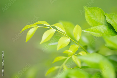 Fototapeta Naklejka Na Ścianę i Meble -  Close up of green leaves in garden, nature background. selective focus