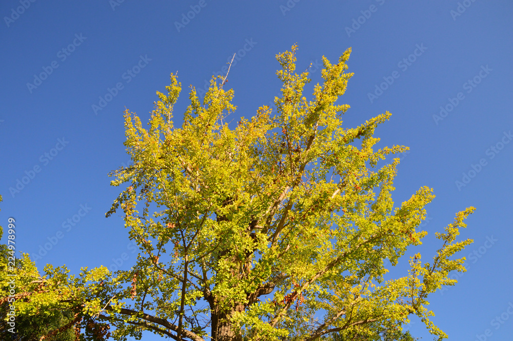 透明感のある青空を背景に撮影した紅葉のイチョウの大木