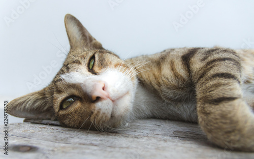 Cute cat is sleeping on wooden table.