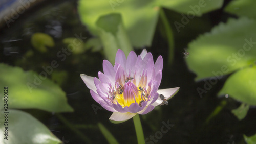 pink lotus and green leaf lotus in the river