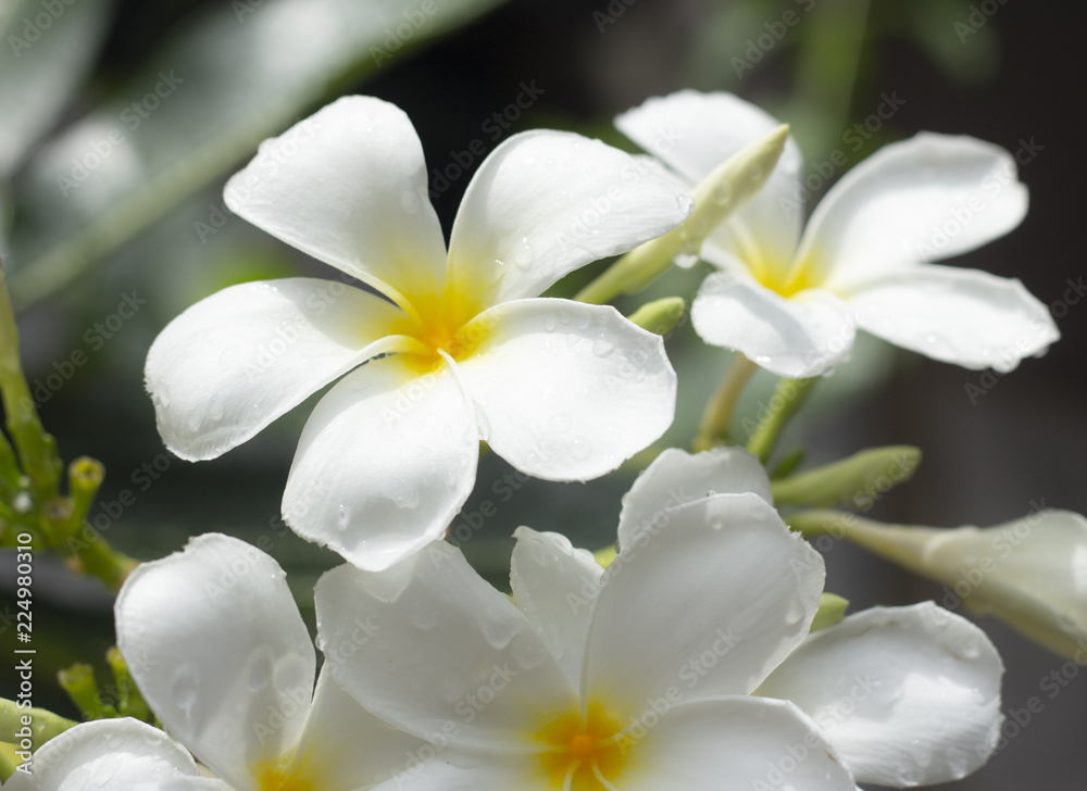 Fototapeta premium beautiful white plumeria flowers in garden