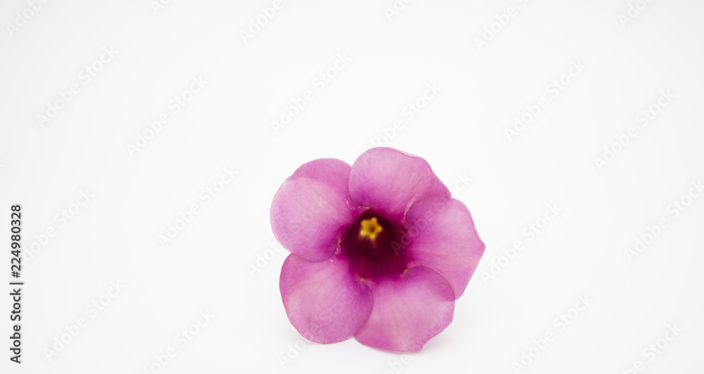 Beautiful Purple Allamanda flower blooming on white background