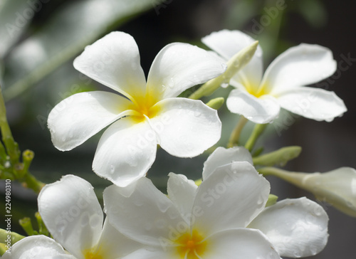 beautiful white plumeria flowers in garden © teerasub