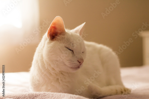 white cat on bed