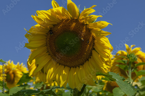 Fototapeta Naklejka Na Ścianę i Meble -  Honey bees pollinating sunflower against blue sky.